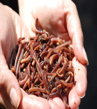Earthworms 