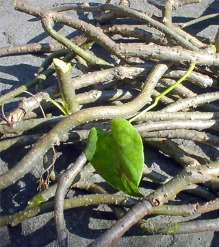 Chittamruth (Tinospora cordifolia)