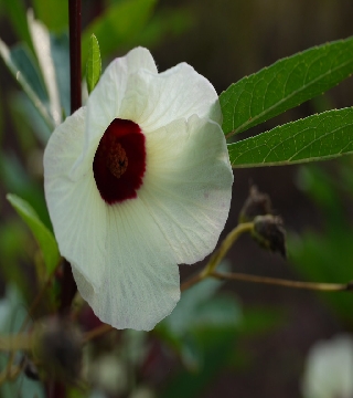 Khati Ambari/hibiscus 