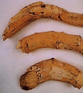 Shyonaka- Root (Oroxylum indicum)
