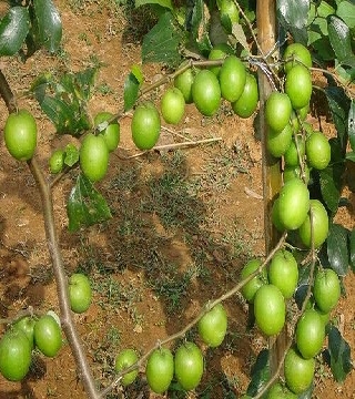 Ziziphus jujube (Ber)