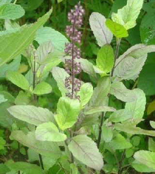 Tulsi- Rama