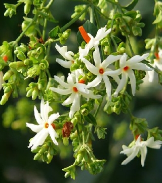 Parijatha (Night jasmine)