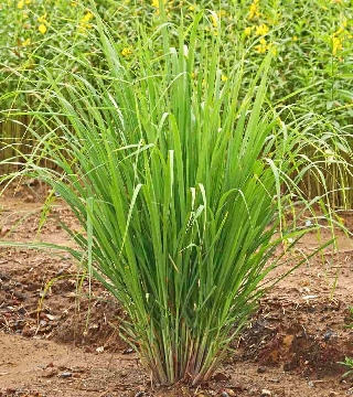 Lemon grass 