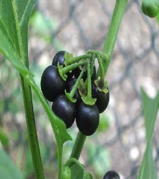 Kakmachi/ European black nightshade