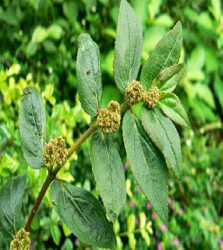 Asthama Plant/ Dudhi/ Bada Dudhi