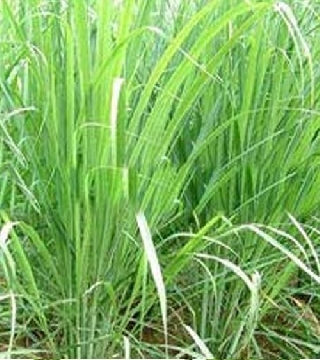 Citronella grass/ Naid Grass
