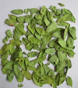 Cassia auriculata (Tanners cassia)