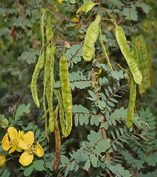 Cassia auriculata (Tanners cassia)