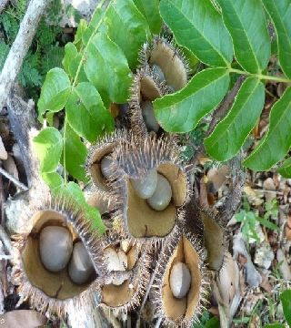 Caesalpinia bonducella (Fever nut)