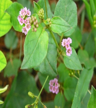 Boerhaavia diffusa (Punerneva)