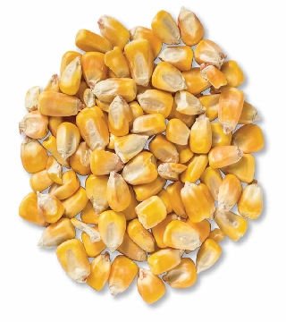 Maize Whole