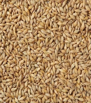Barley(Jau)